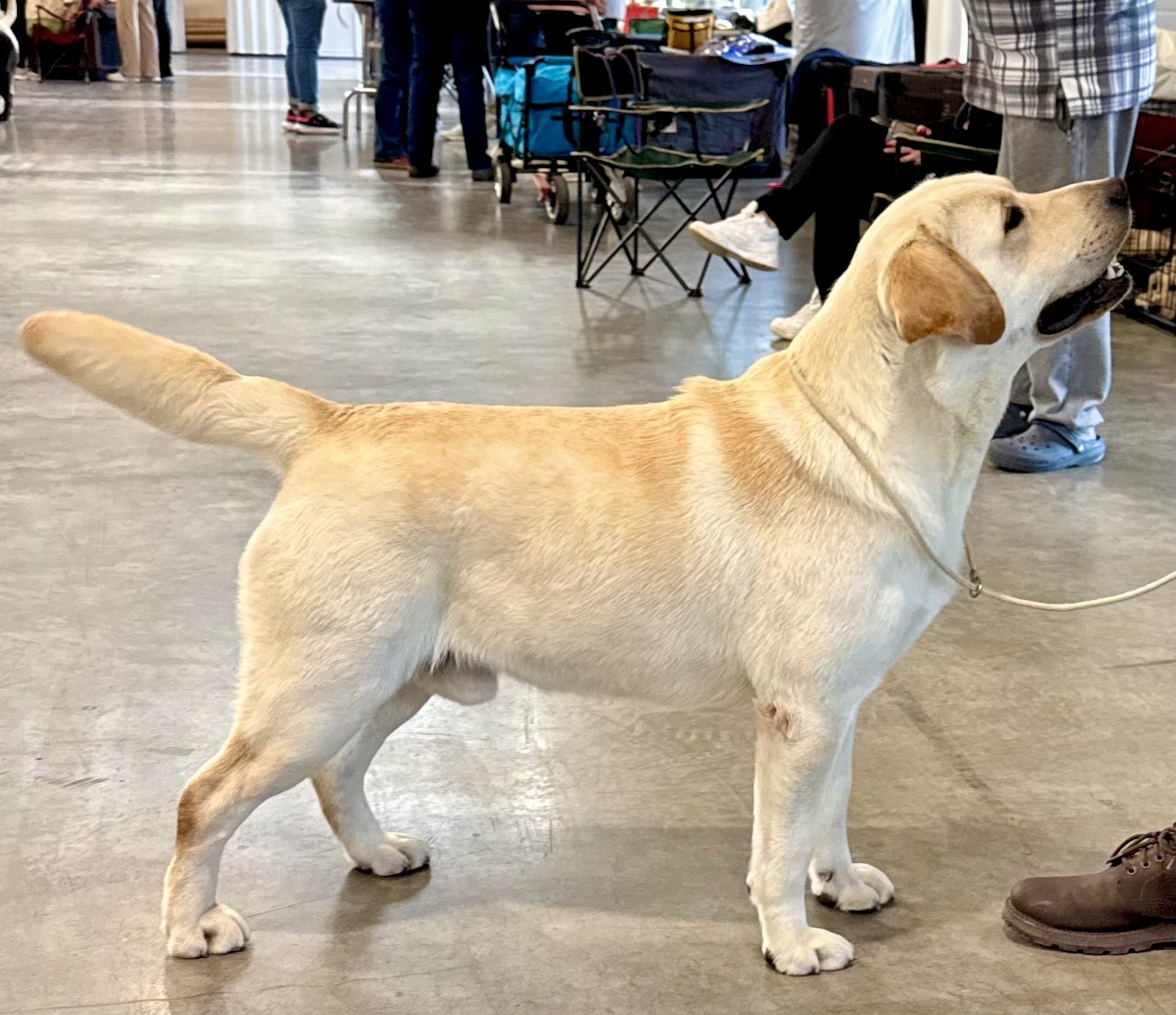 Labrador Retriever Macho - HACKER HAPPY KISS