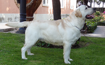 Labrador Retriever Macho - Kennedy