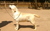 Labrador Retriever Amarillo - Kowalski Montgomery