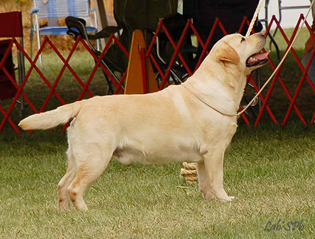 Labrador Retriever Macho - Chute
