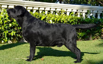 Labrador Retriever Macho Negro - Kowalski Benetton