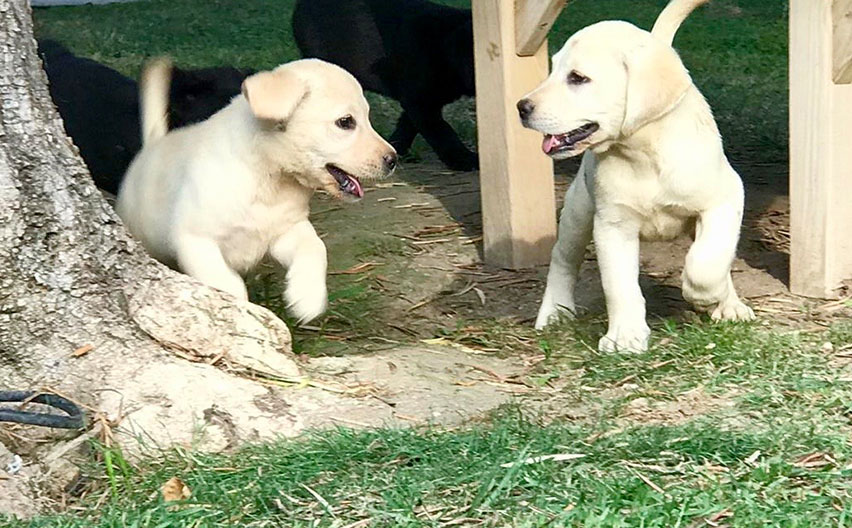 Cachorros Labrador Retriever